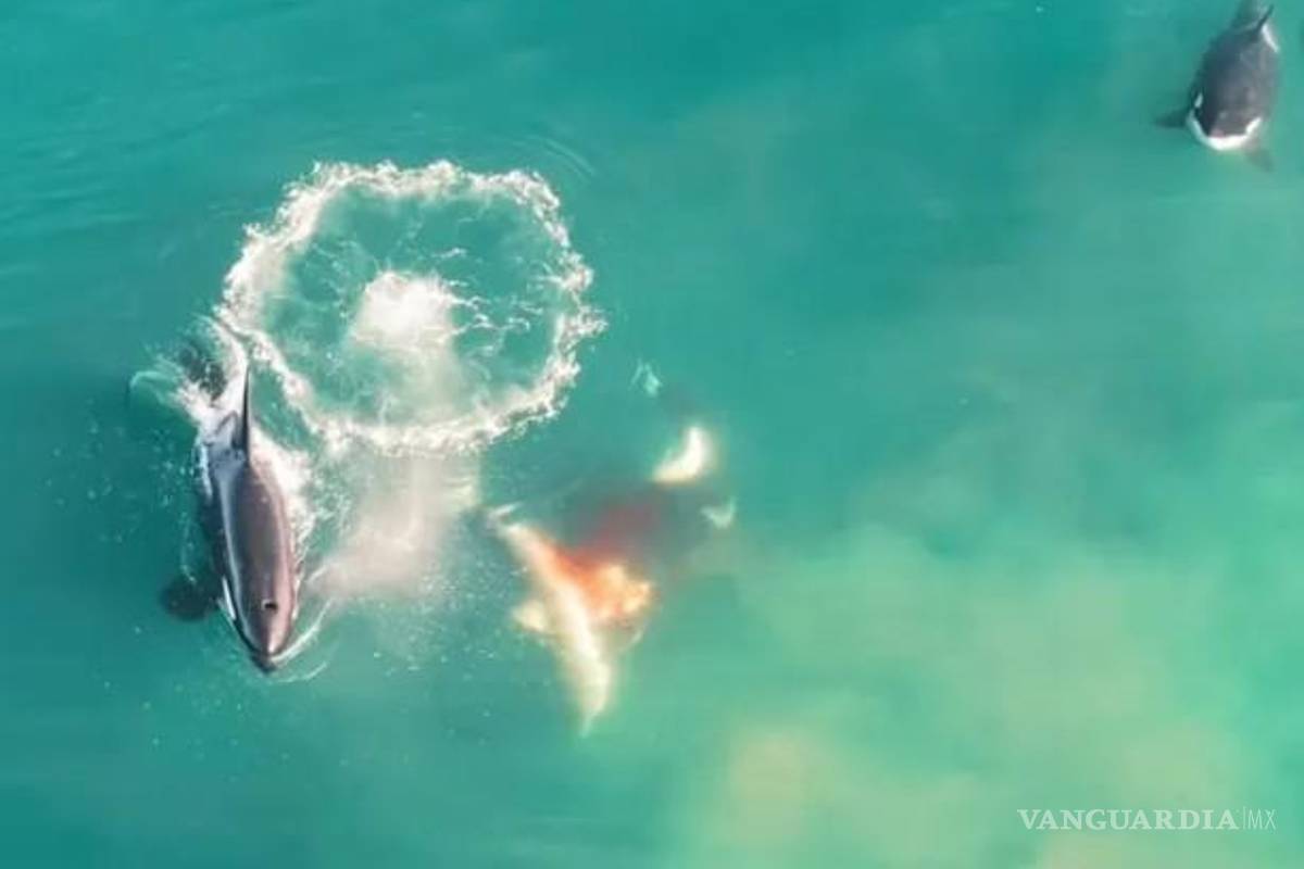 Revela estudio que las orcas cazan y matan a los grandes tiburones blancos