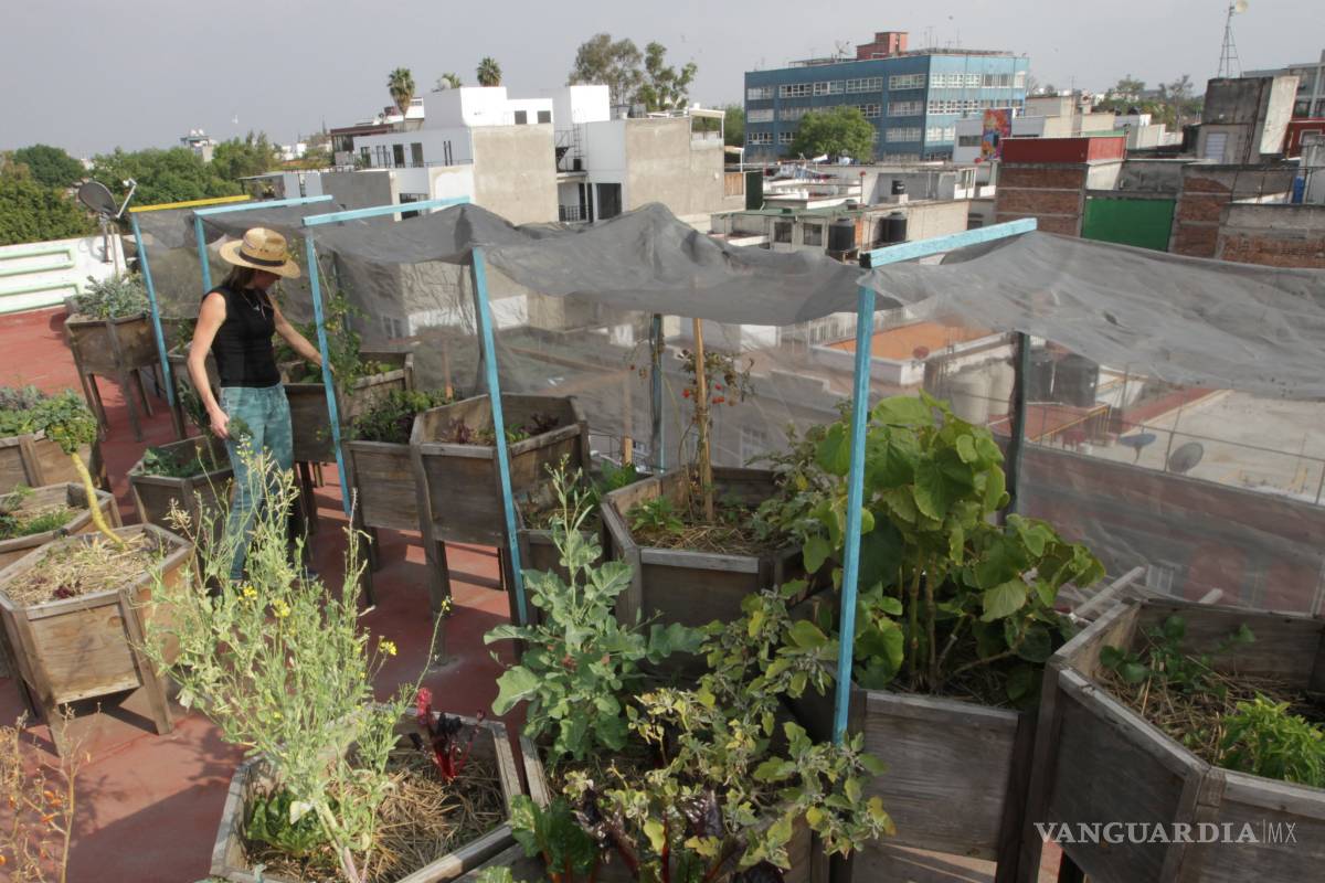Huertos urbanos, pequeños pulmones que respiran en las azoteas de la Ciudad de México