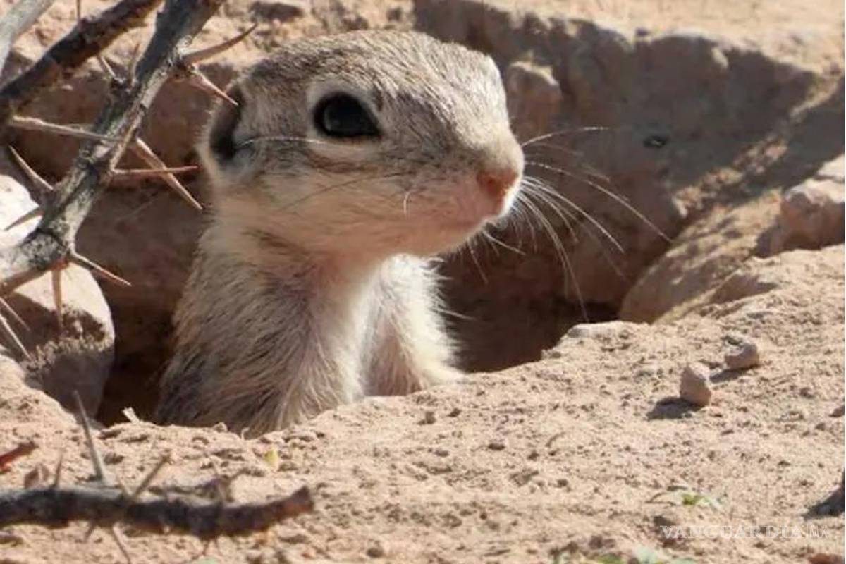 Semarnat exige mover el Grito en Ciudad Juárez para proteger ardillas moteadas