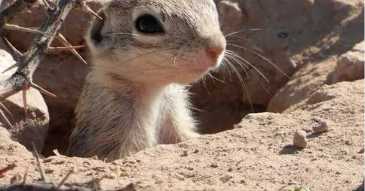 Semarnat exige mover el Grito en Ciudad Juárez para proteger ardillas moteadas