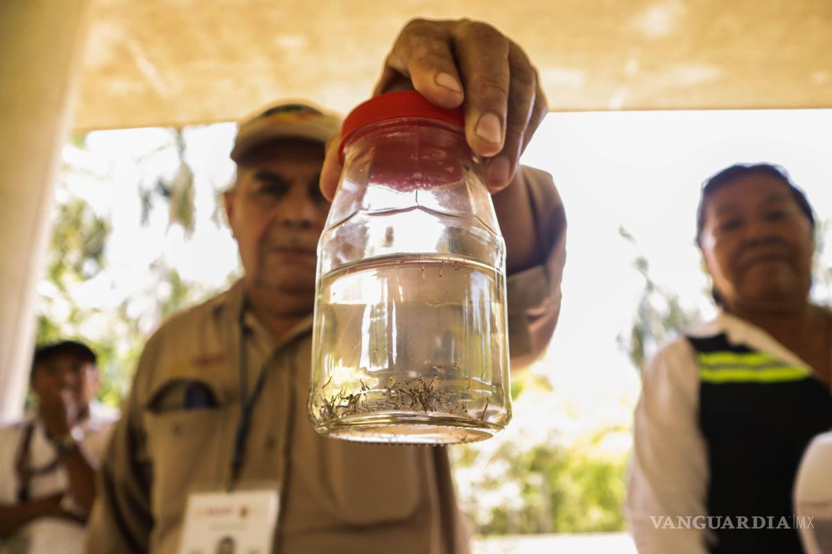 Mosquito del dengue se adapta al frío: la mayoría de los casos en Coahuila se registran en enero