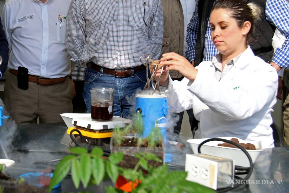 Investigadores de la UANL utilizan plantas tradicionales para tratar diabetes