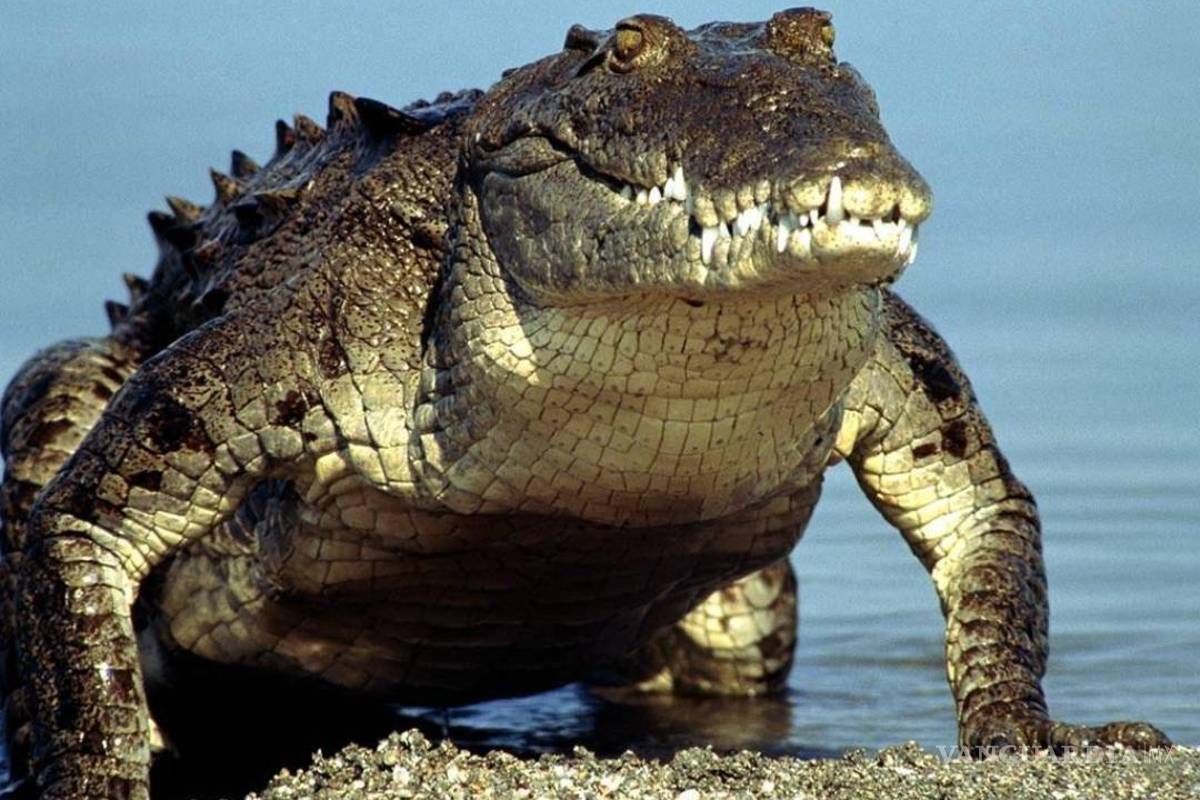 Esperma de cocodrilo puede servir para entender la infertilidad masculina
