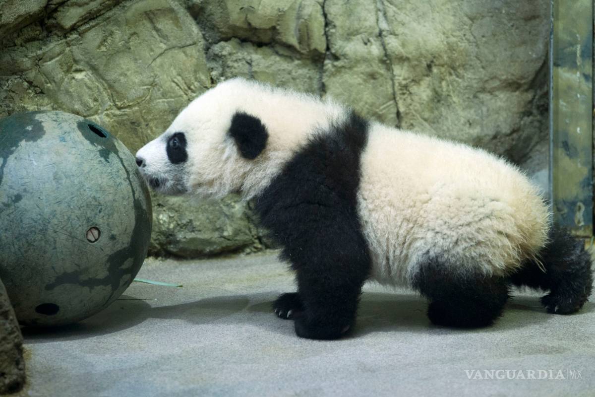 El panda &quot;Bei Bei&quot; hace su debut público en el zoo de Washington