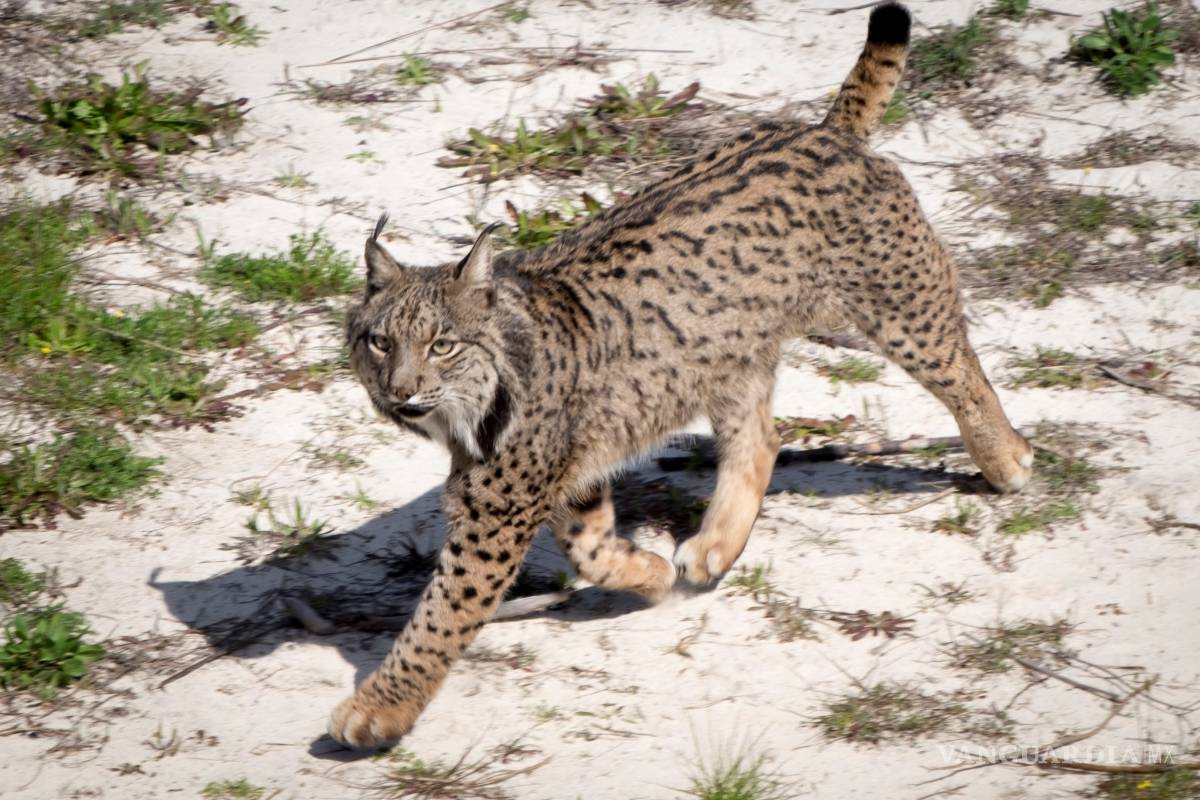 $!Amenaza crisis climática a especies en peligro