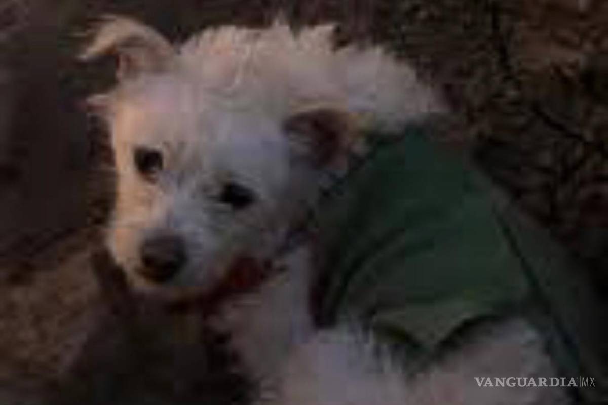 ¡Crea conciencia y no abandones a tu mascota!