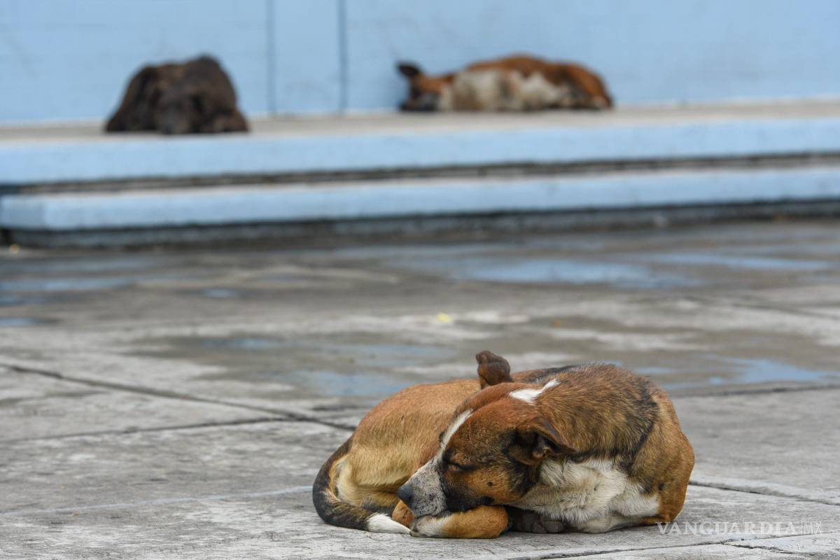 Centro de bienestar animal, una esperanza para los animales en situación de calle