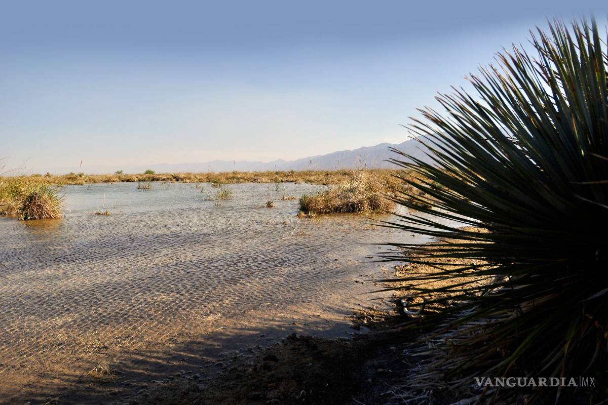 Piden abrir Las Playitas de Cuatrociénegas al público; derrama económica en Semana Santa es de 40 millones de pesos