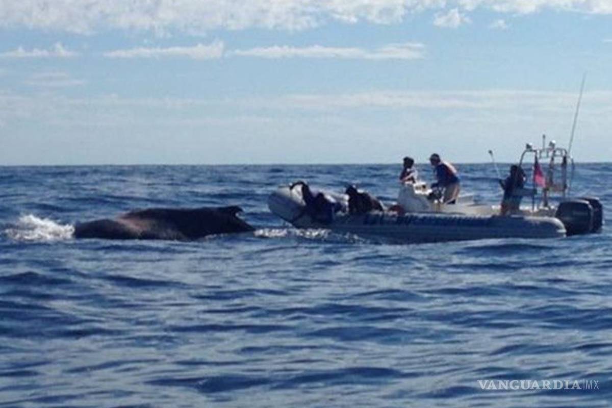$!Hallan siete ballenas grises muertas en Baja California Sur