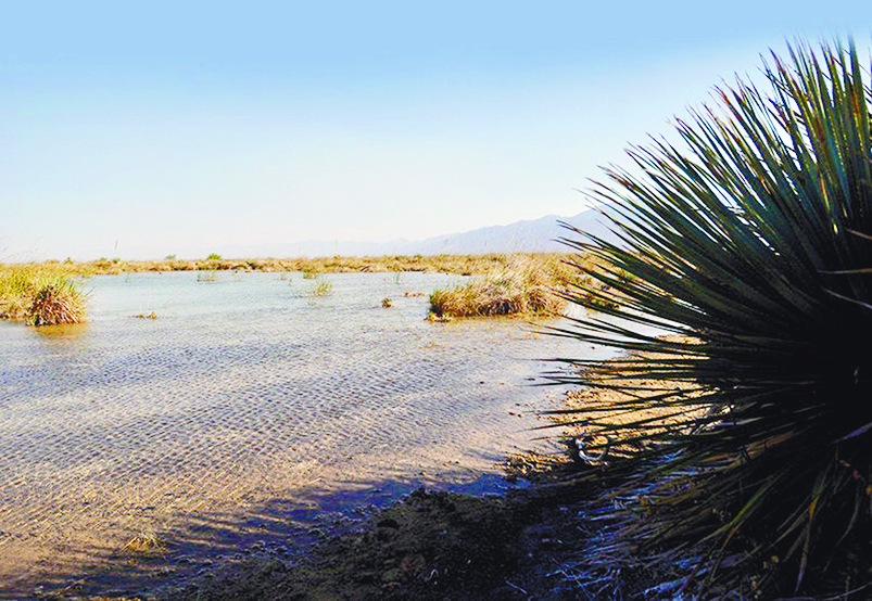 Confirman parque sustentable para Cuatro Ciénegas; no afectará la biodiversidad endémica