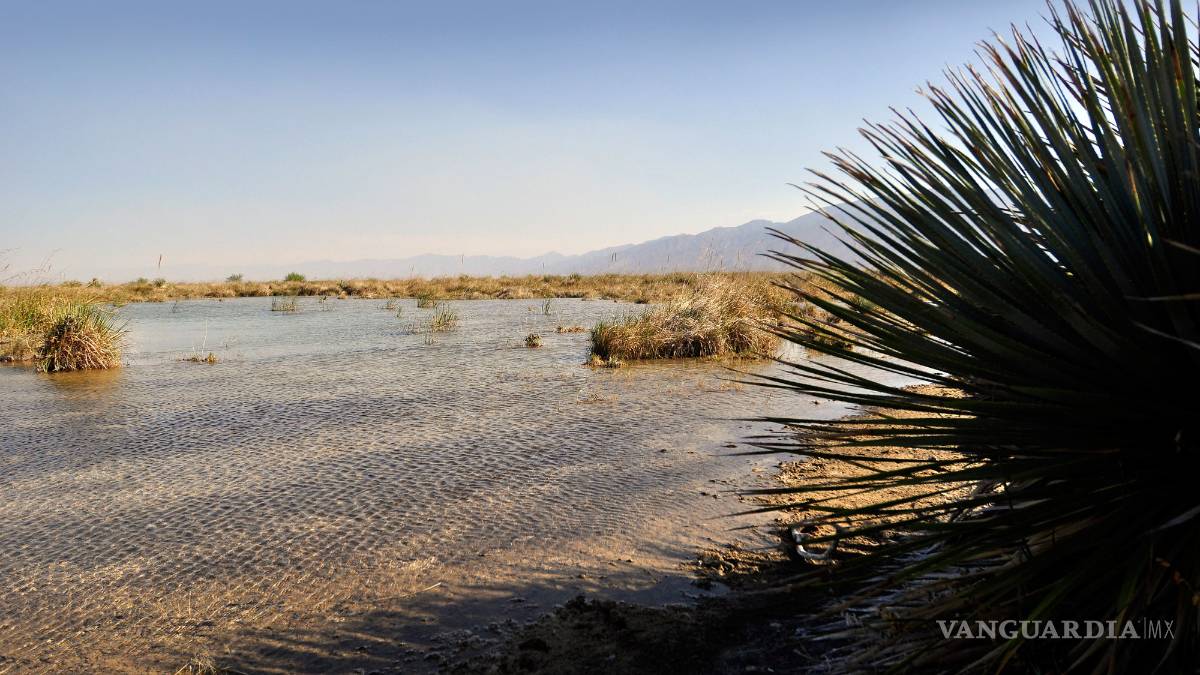 Piden abrir Las Playitas de Cuatrociénegas al público; derrama económica en Semana Santa es de 40 millones de pesos