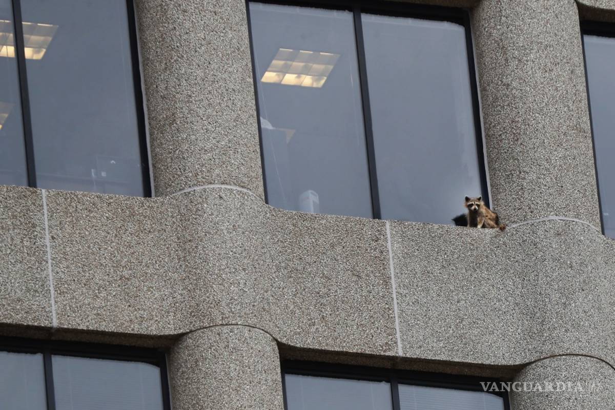 Mapache escala un edificio de EU y enamora a las redes sociales