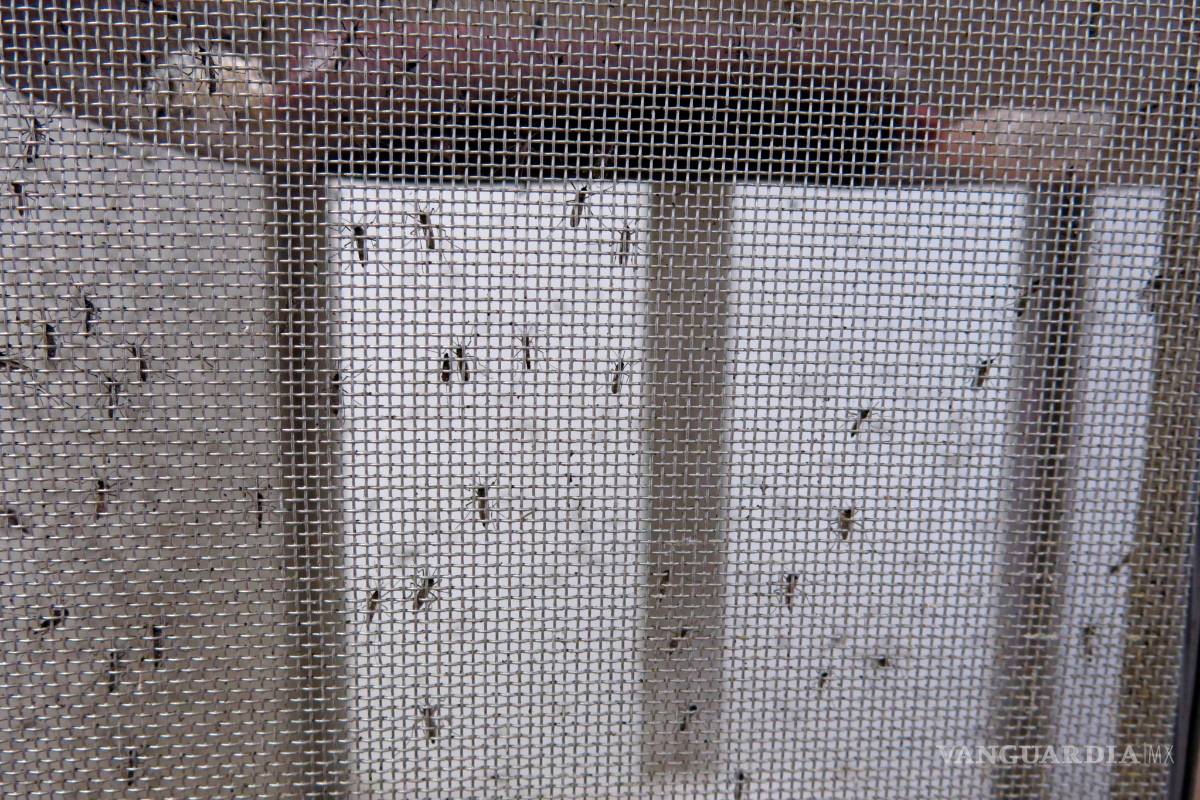 Puerto Rico aumenta esfuerzos para combatir el Zika