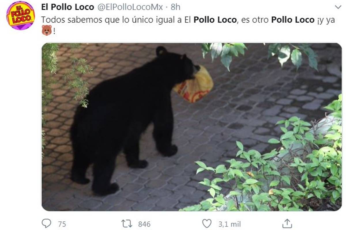 $!Oso se vuelve viral por robar orden de Pollo Loco en Nuevo León