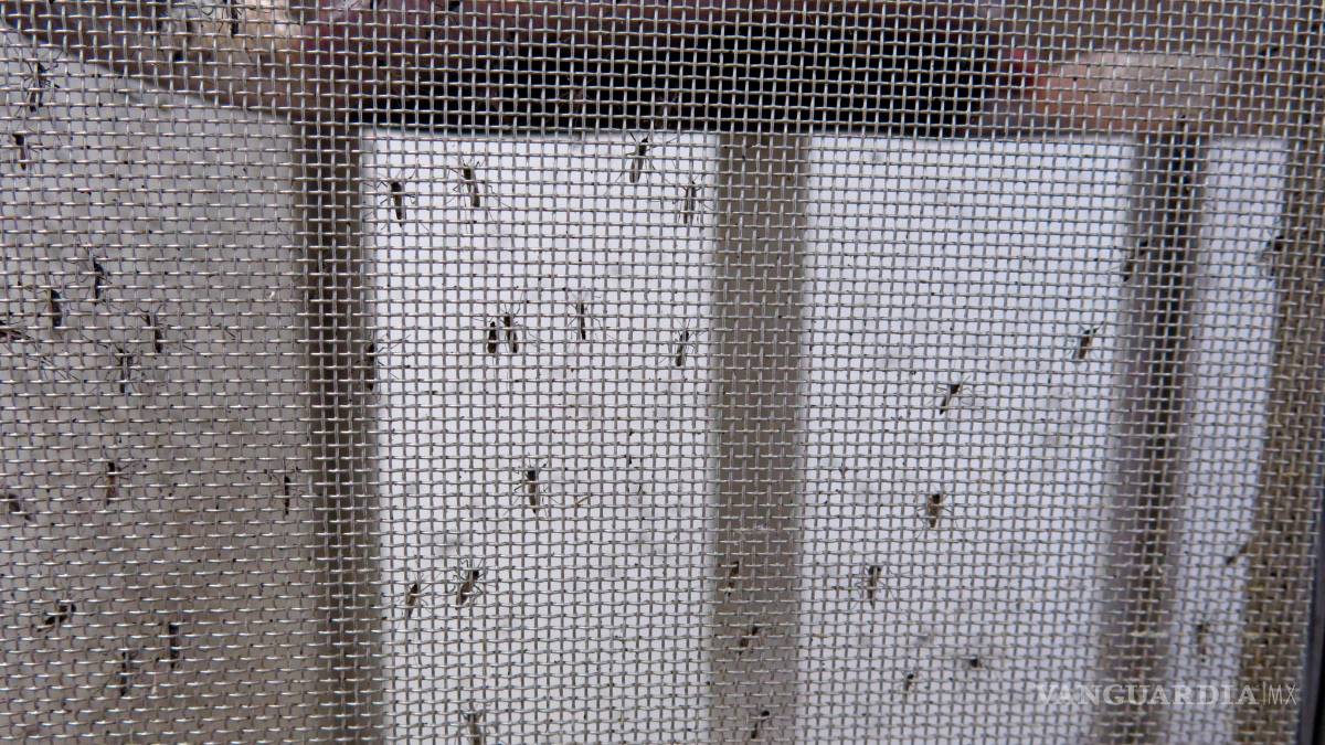 Puerto Rico aumenta esfuerzos para combatir el Zika