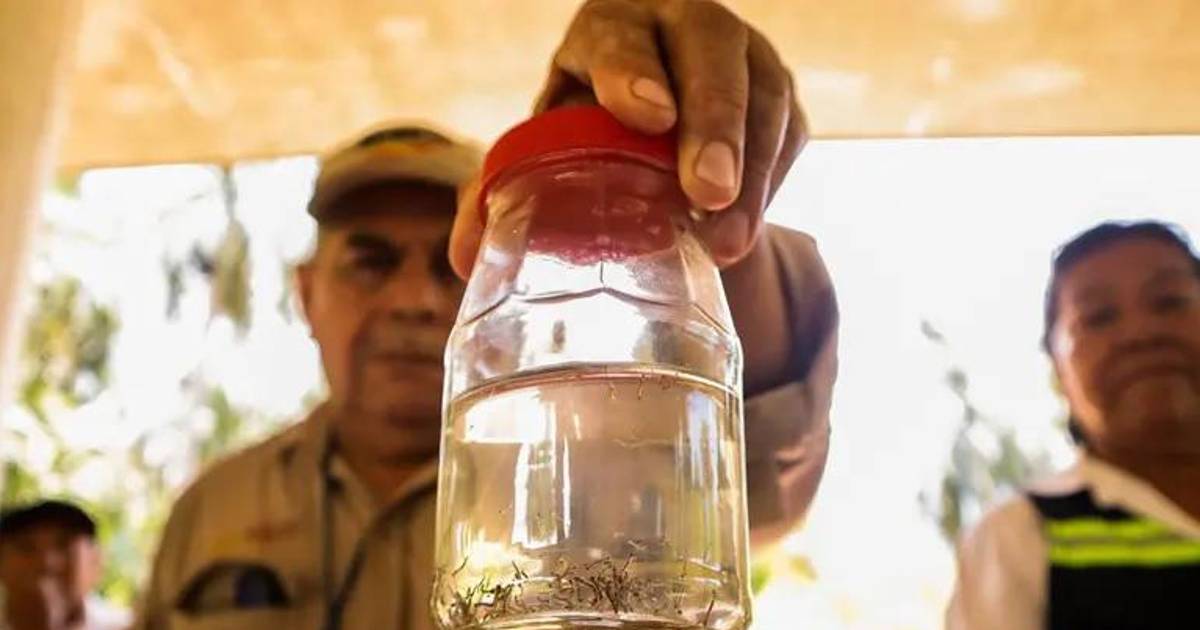 México supera los 8 mil casos de dengue; Veracruz y Jalisco concentran contagios