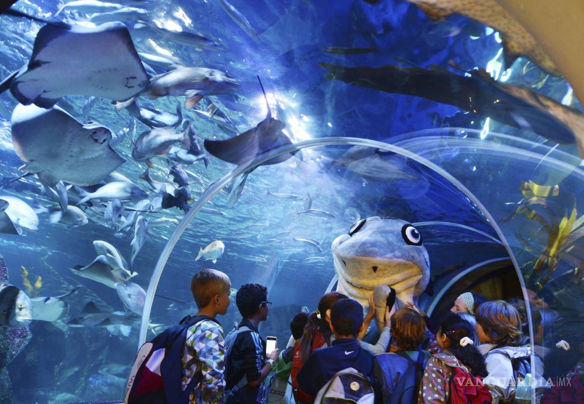 $!AquaDom, el acuario cilíndrico más grande del mundo