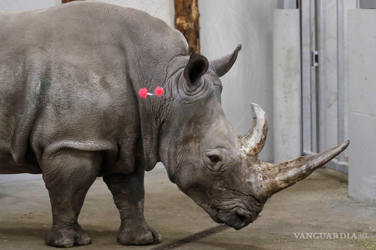 Para salvar especie fertilizan in vitro a rinoceronta