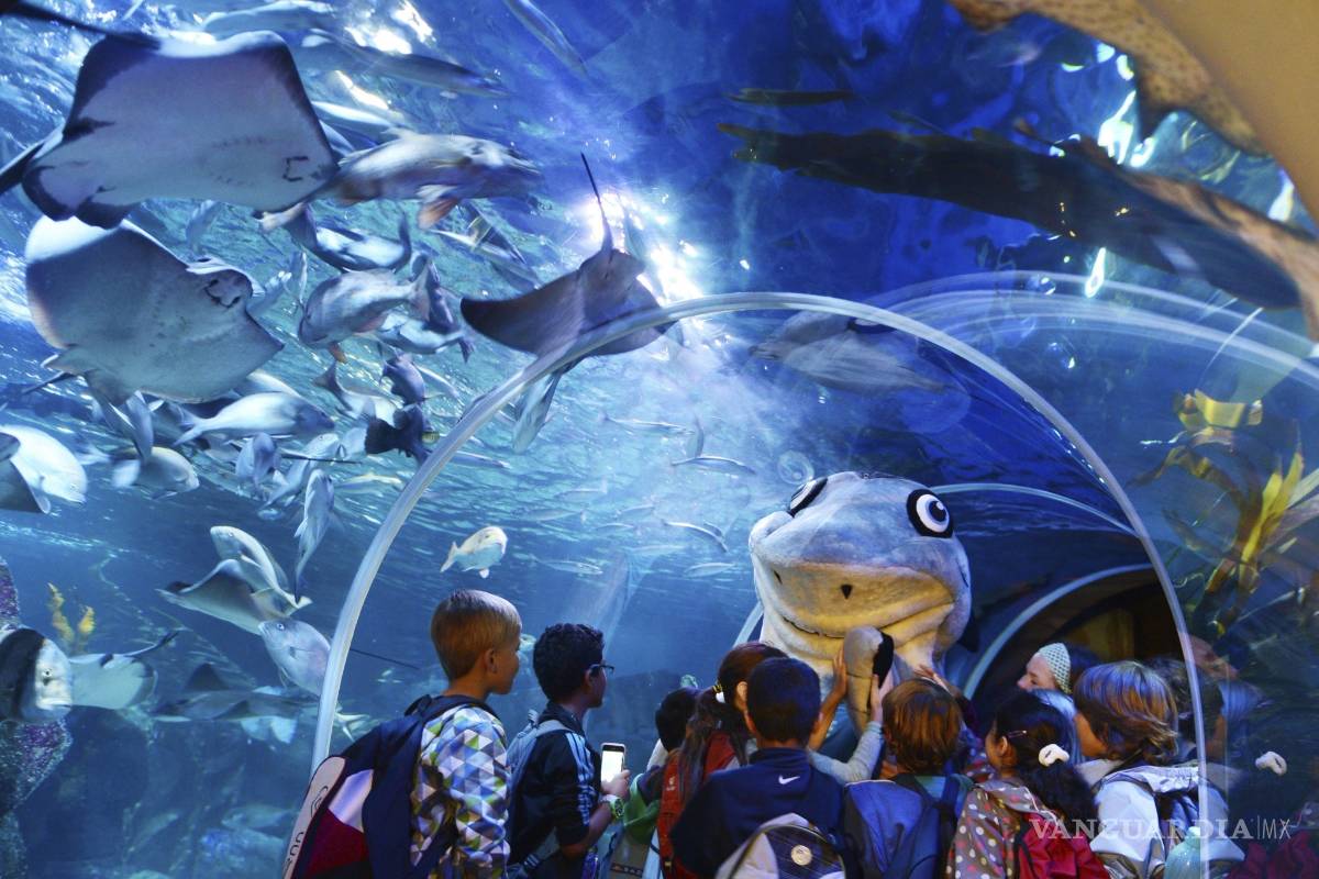 $!AquaDom, el acuario cilíndrico más grande del mundo