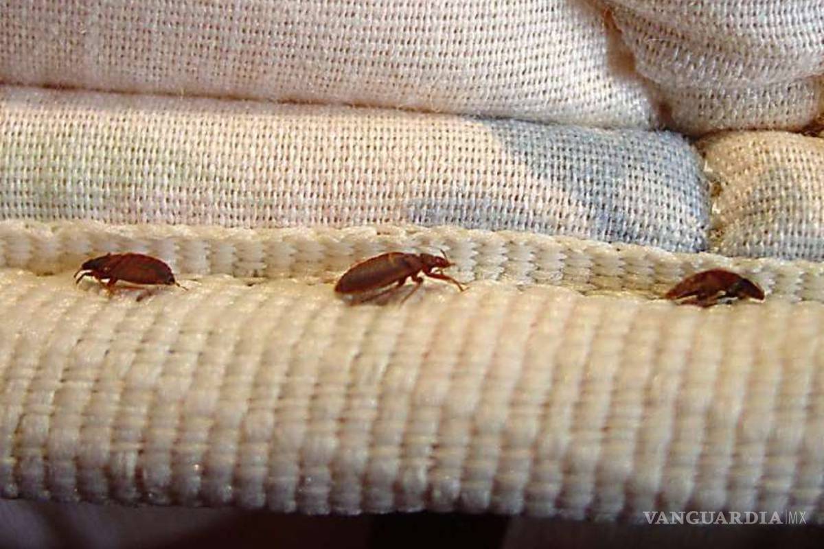 Chinches: toma tus precauciones para que no seas su presa fácil