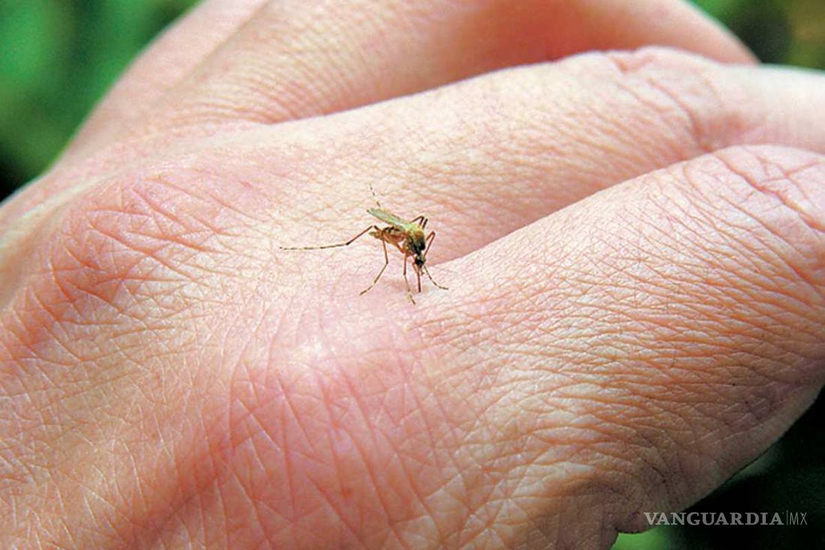 ¿Los mosquitos te pican?, aquí las cinco razones