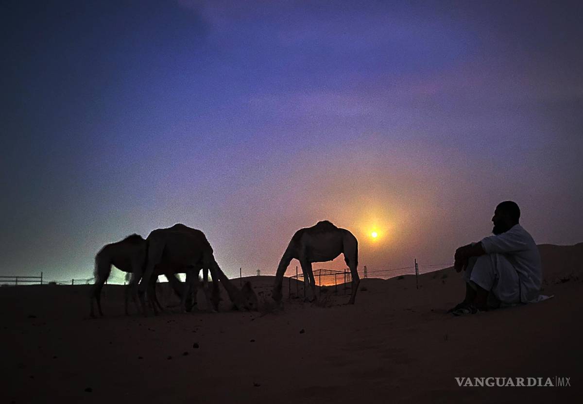 $!Un camello se para frente a la luna llena en el desierto de Al Marmoom, a unos 40 km al sureste de Dubái, Emiratos Árabes Unidos.