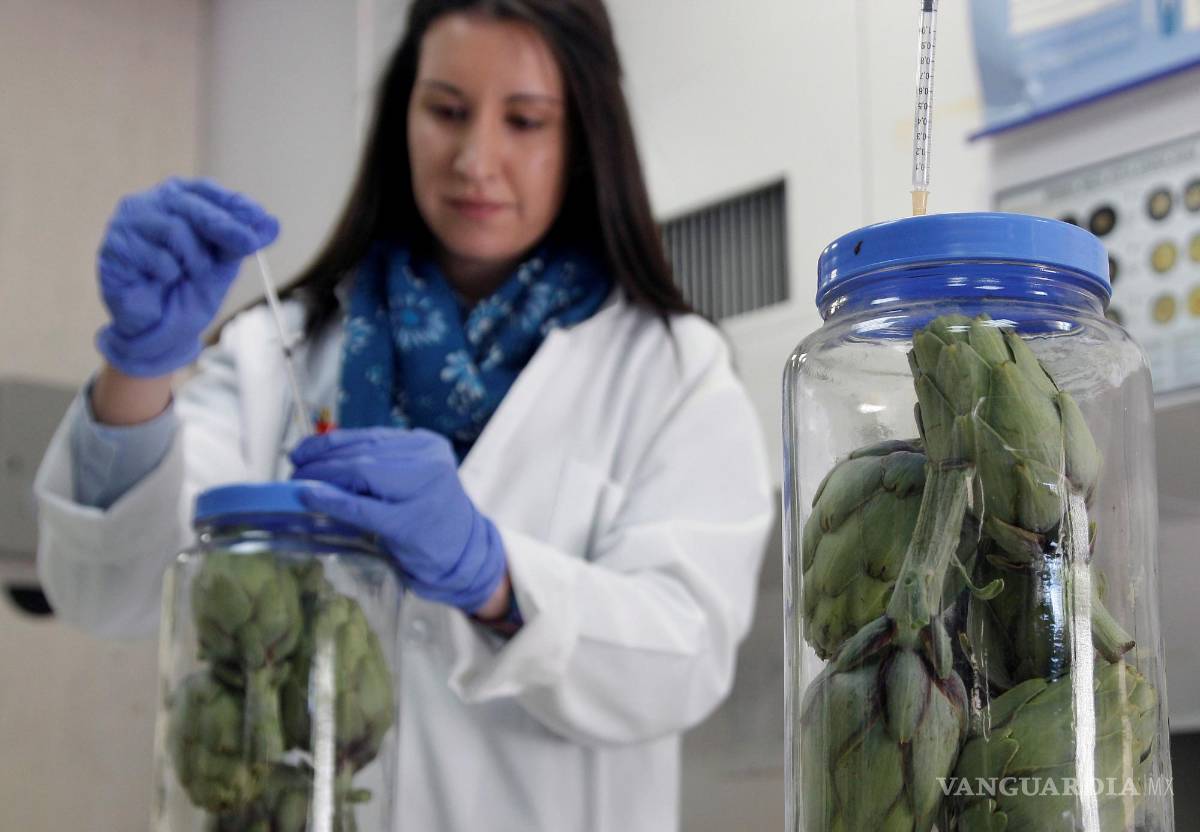 $!El grupo de Postrecolección de Frutas y Hortalizas de la Universidad Miguel Hernández de Elche ha desarrollado un pionero sistema de conservación.