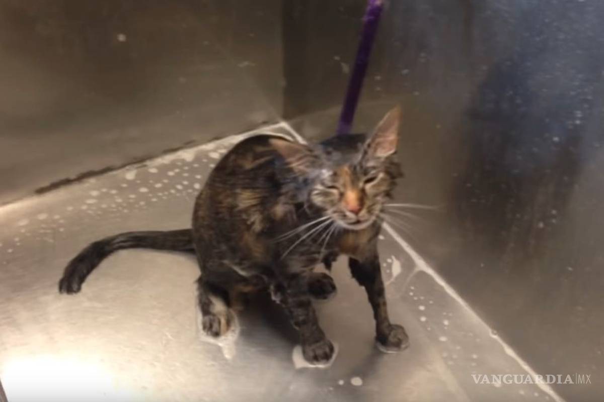 El gatito que comienza a 'hablar' para que no lo bañen