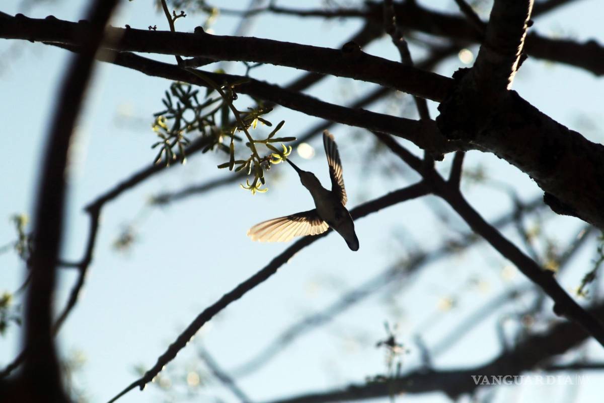 ¿Sabías que los colibrís ven colores que nosotros no podemos percibir?