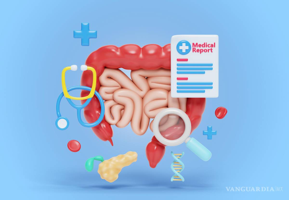 $!El intestino es mucho más que un órgano digestivo.