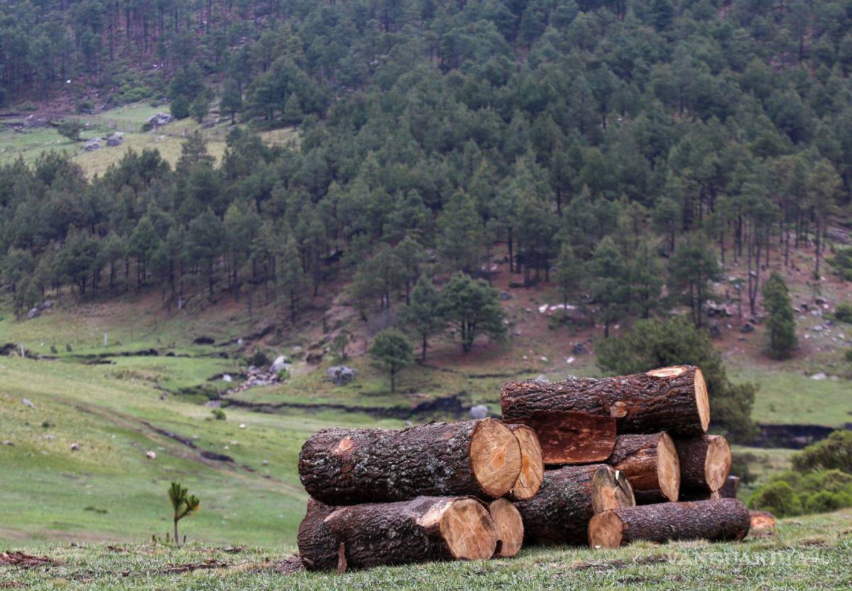 $!Los refugios de las mariposas monarca en México son destruidos debido a la tala.