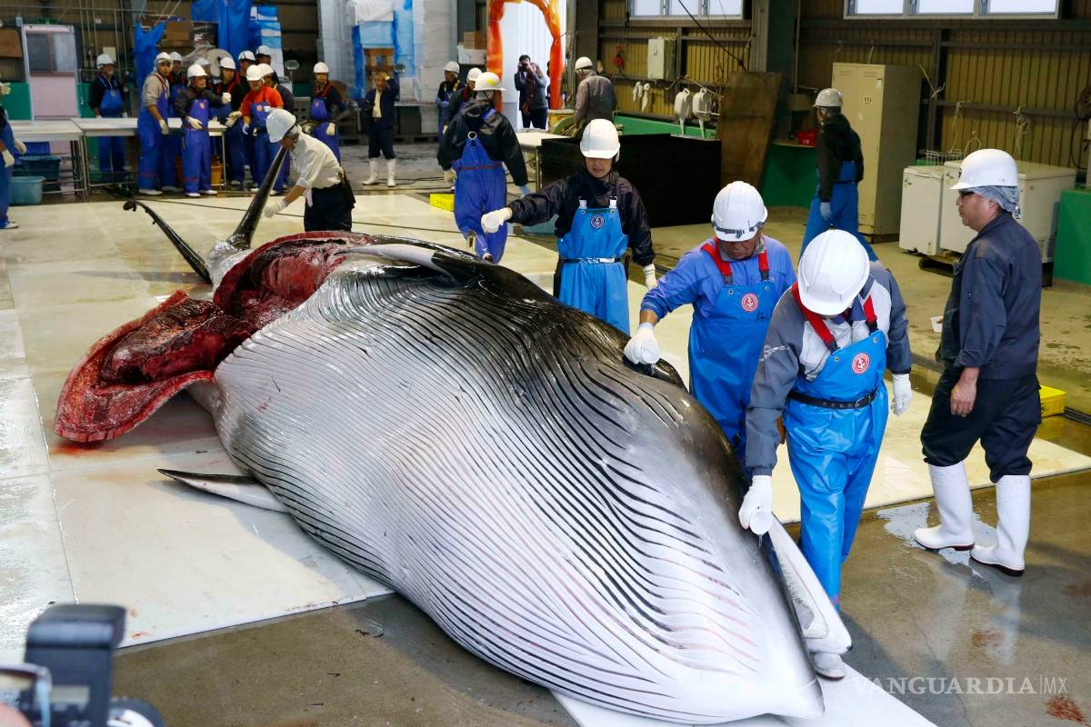 Japón anuncia que sus barcos capturarán 227 ballenas con fines comerciales, por primera vez desde 1982