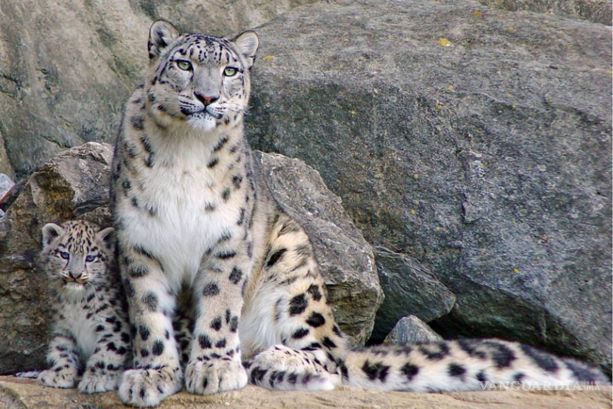 El leopardo de las nieves está al borde de la extinción