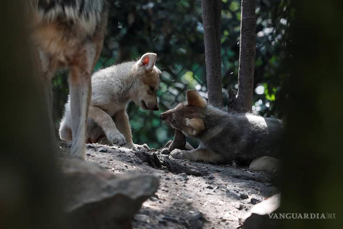 $!Cinco nuevas crias de lobo mexicano dan esperanza en mantener la especie