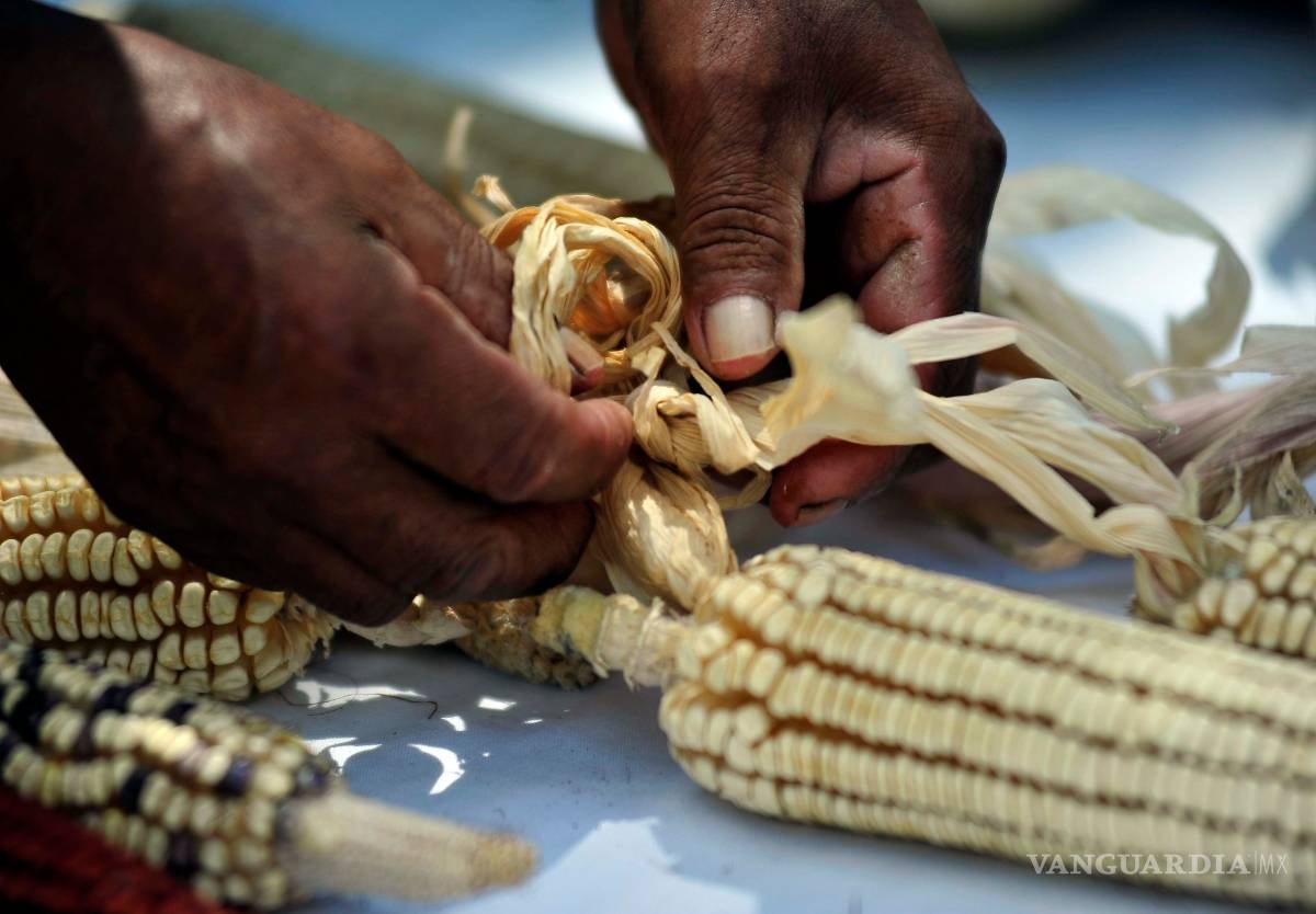 $!La Sagarpa de Peña Nieto dio a Bachoco, Bimbo y Maseca más subsidio... ¡que a campesinos pobres!