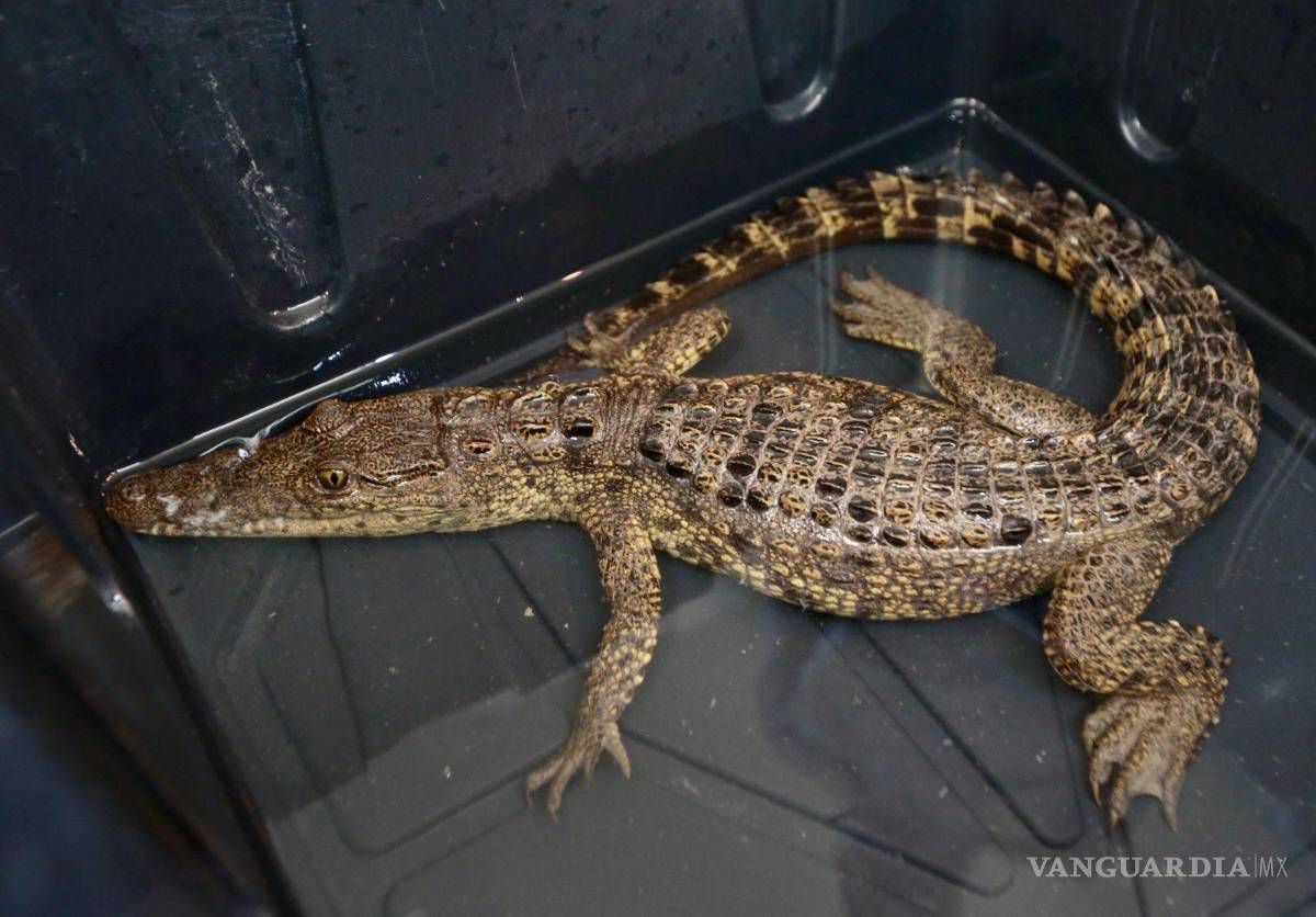 $!El cocodrilo de pantano, especie que no se desarrolla de forma natural en Coahuila, fue asegurado tras un monitoreo nocturno especializado realizado en la presa Palo Blanco.