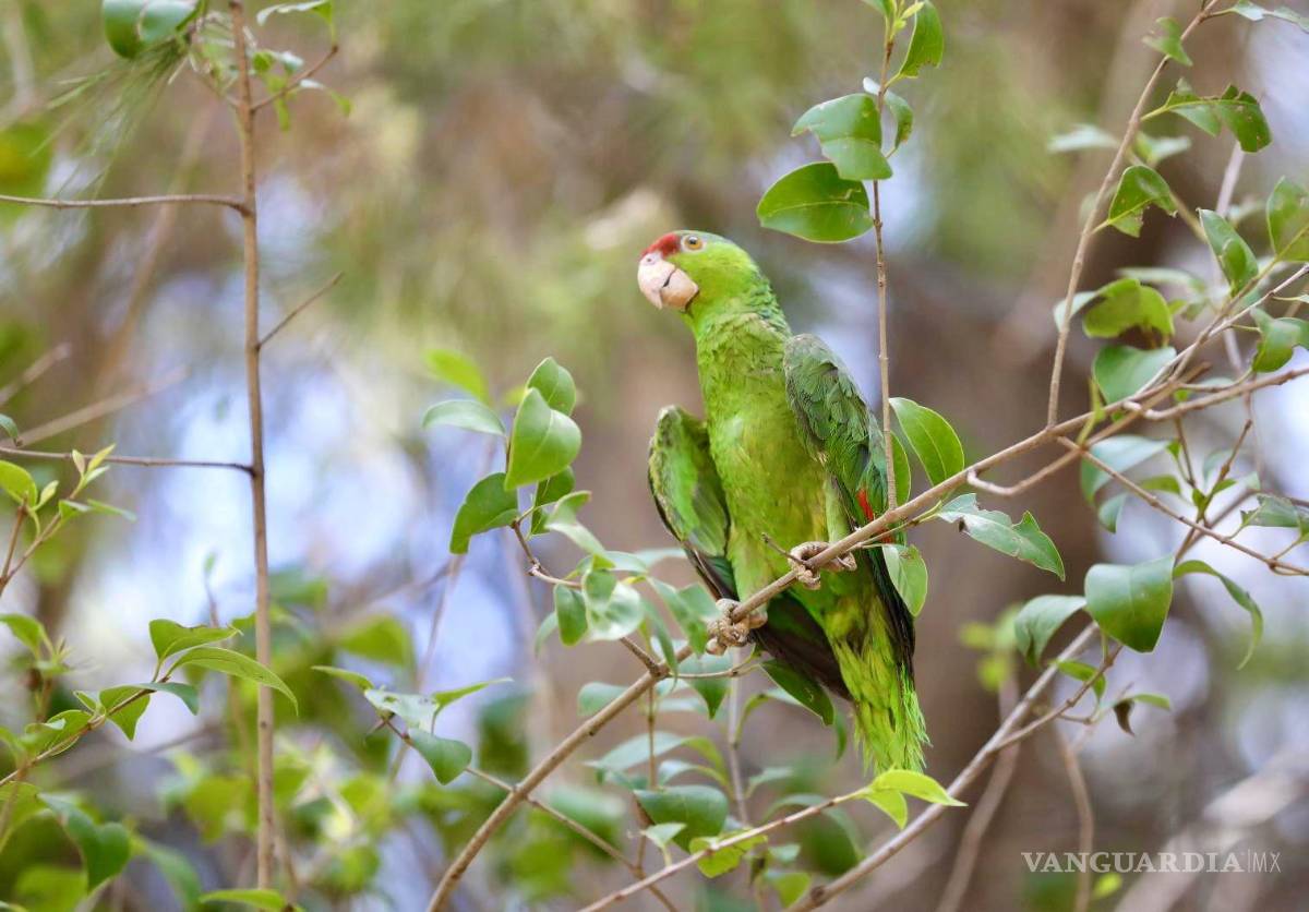 $!El Gobierno Municipal de Saltillo aprovechó la ocasión para recordar a la población la importancia de reportar cualquier situación de riesgo para la fauna local.