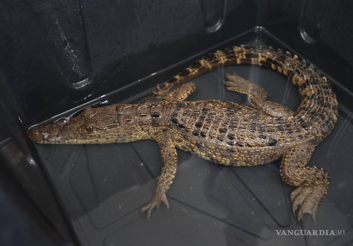 $!El cocodrilo rescatado en la presa Palo Blanco permanecerá bajo resguardo y será parte de los atractivos durante el periodo vacacional.