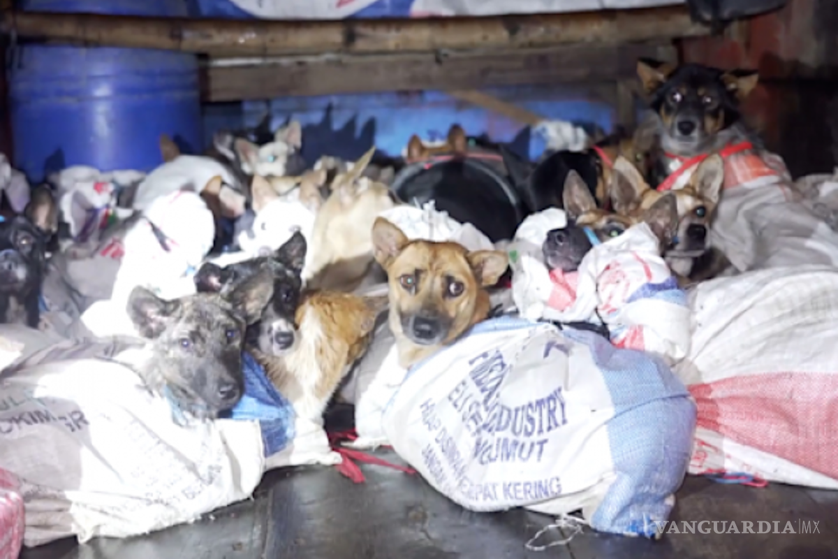 Rescatan a más de cincuenta perros que iban a matar para venderlos como carne