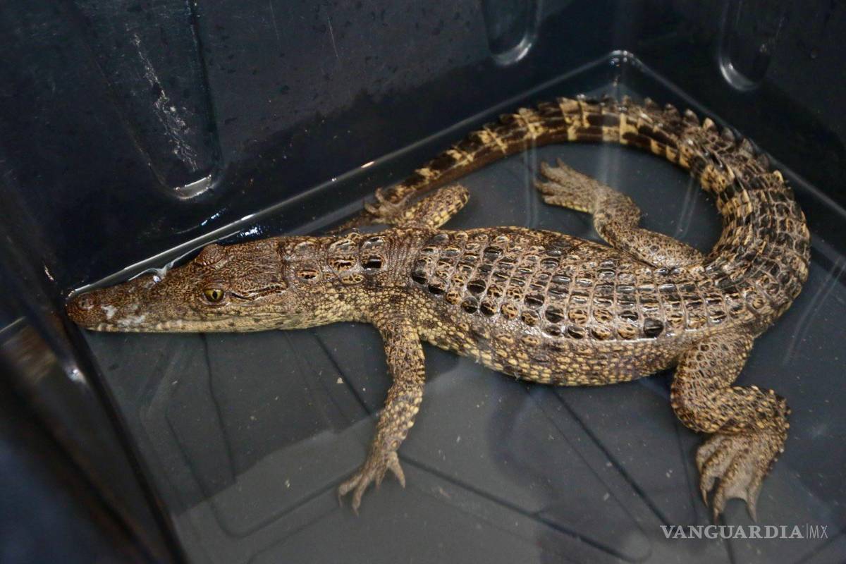 $!El cocodrilo de pantano, especie que no se desarrolla de forma natural en Coahuila, fue asegurado tras un monitoreo nocturno especializado realizado en la presa Palo Blanco.