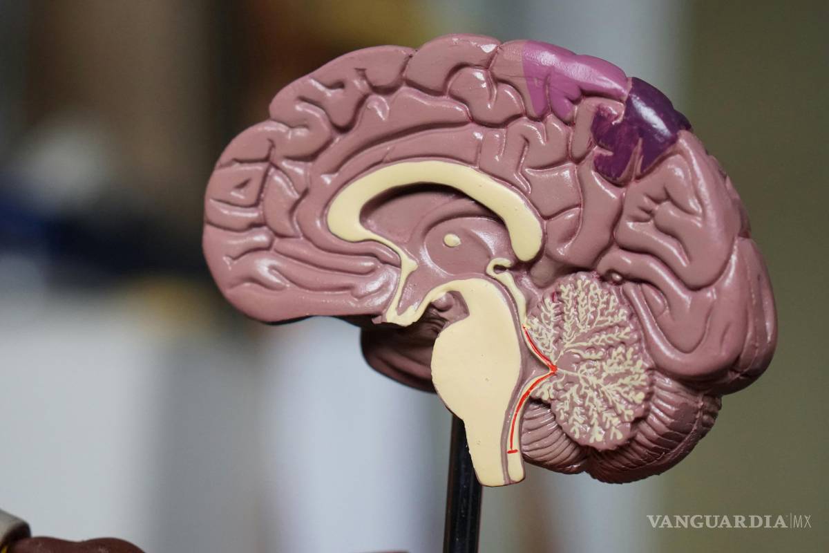 Investigadores descubren que la vacuna para el Alzheimer podría estar en nuestro cerebro