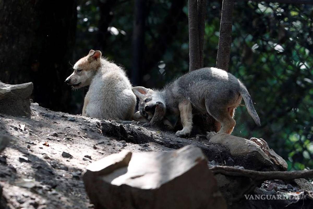 $!Cinco nuevas crias de lobo mexicano dan esperanza en mantener la especie