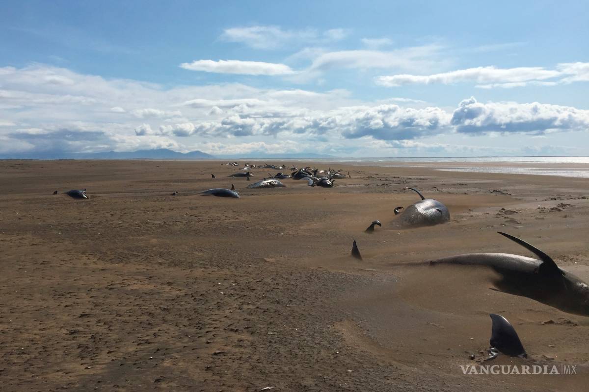50 ballenas piloto son encontradas muertas Islandia