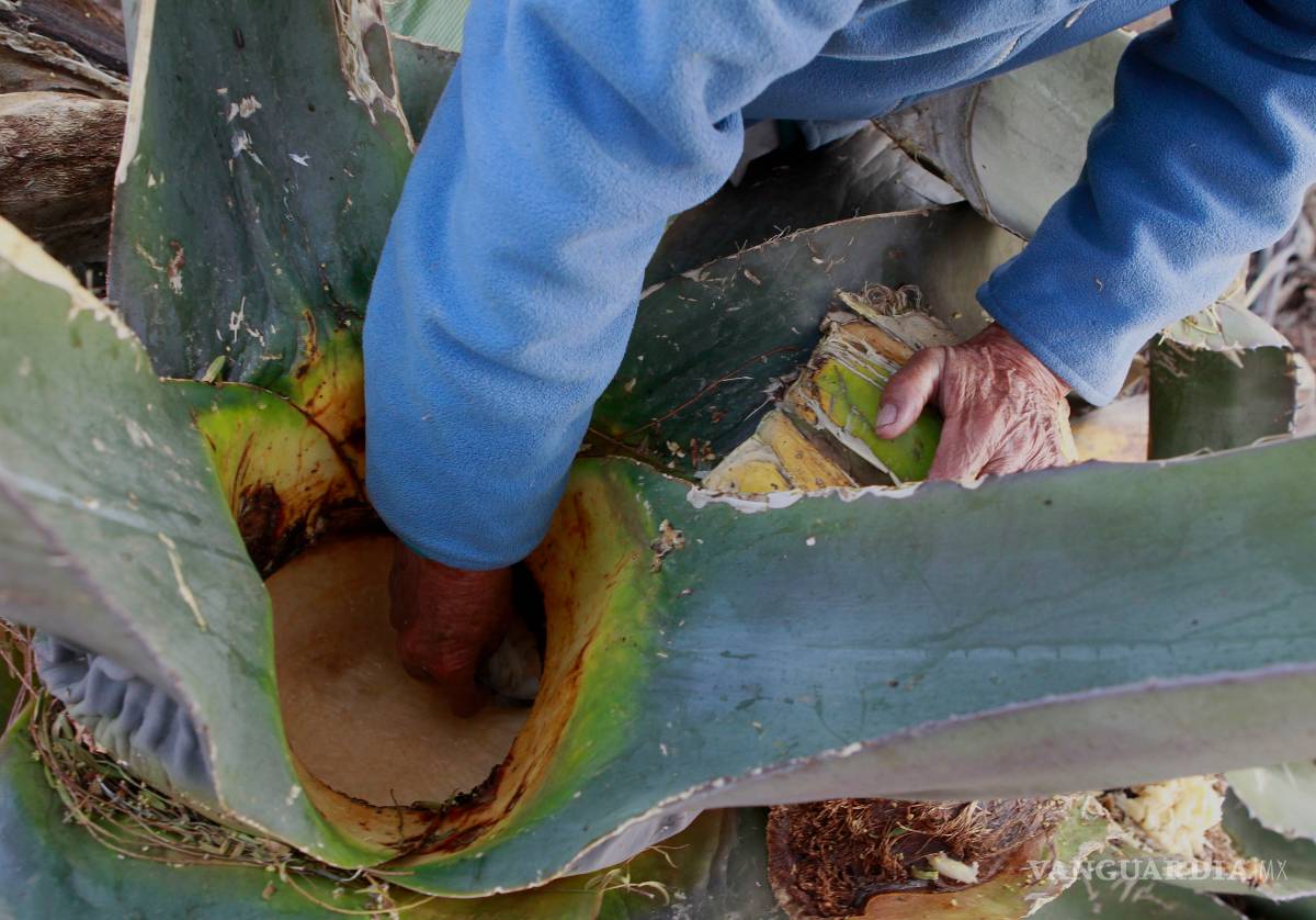$!Mitos y leyendas rodean la historia del ancestral pulque