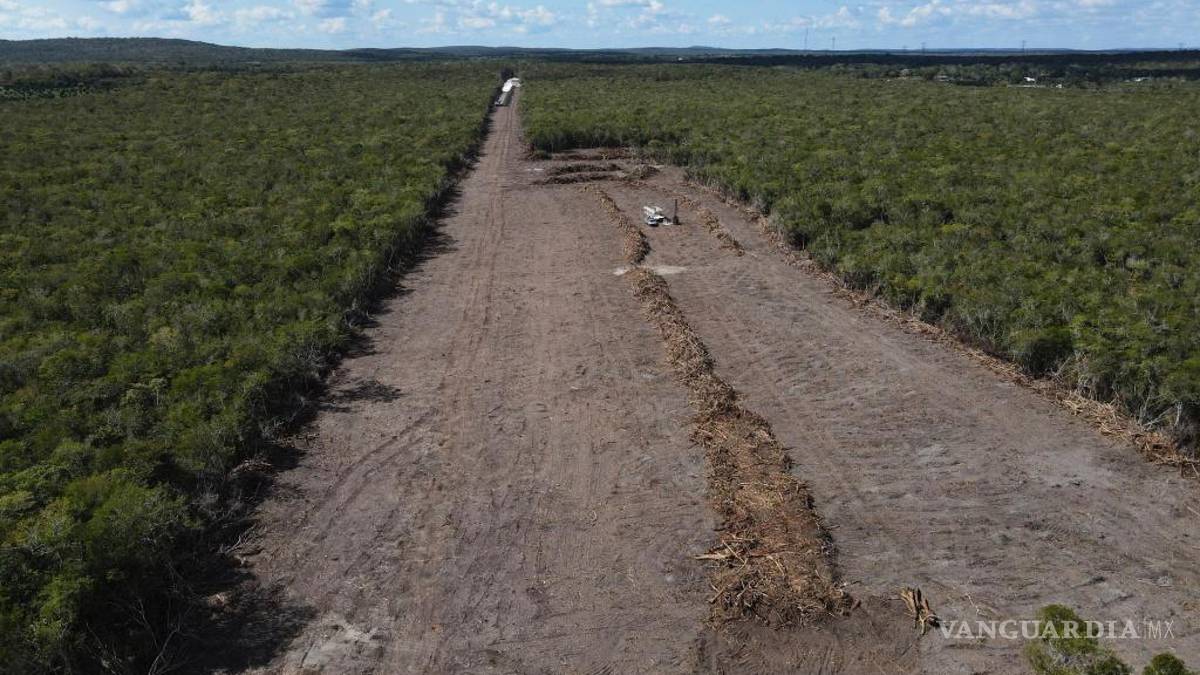 La selva de Calakmul, el nuevo foco rojo del Tren Maya