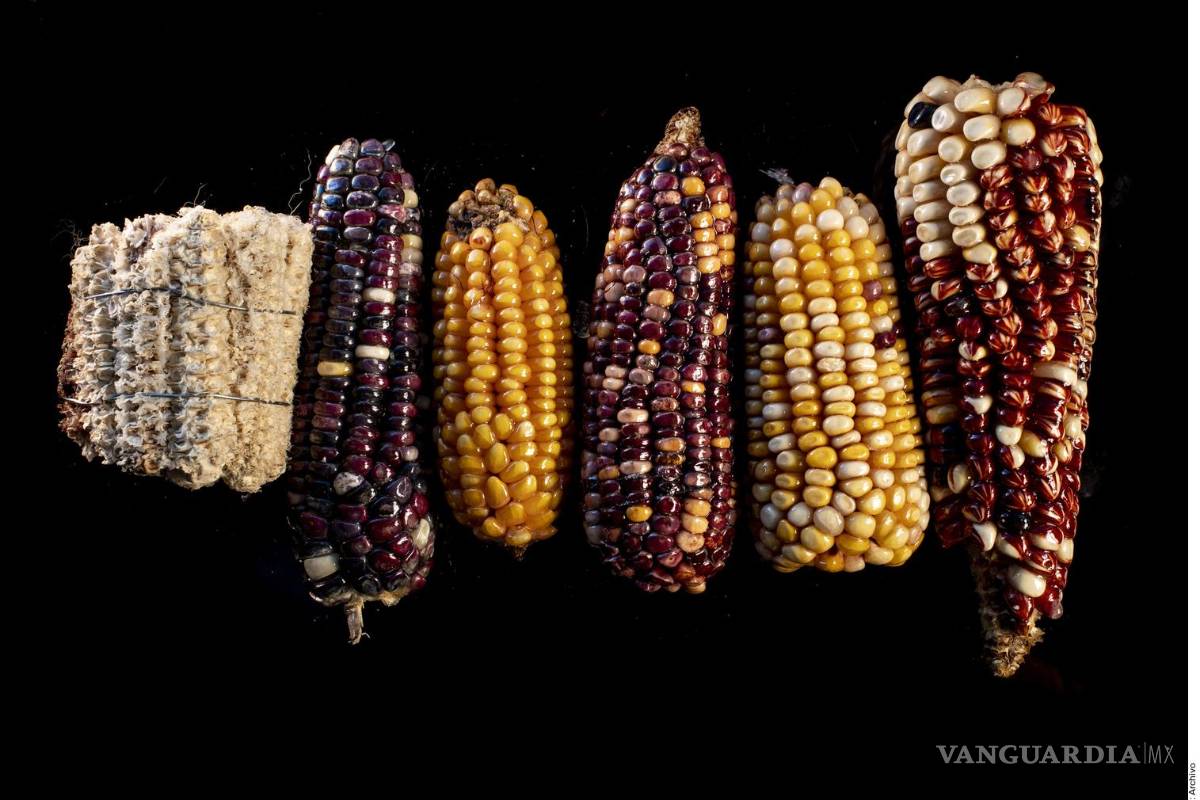 Echan abajo restricción a importación de maíz transgénico