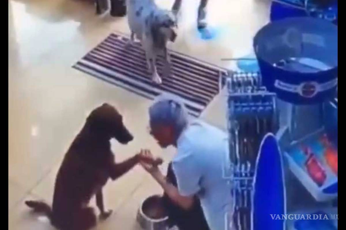 Perrito callejero que pide ayuda en veterinaria conmueve internet