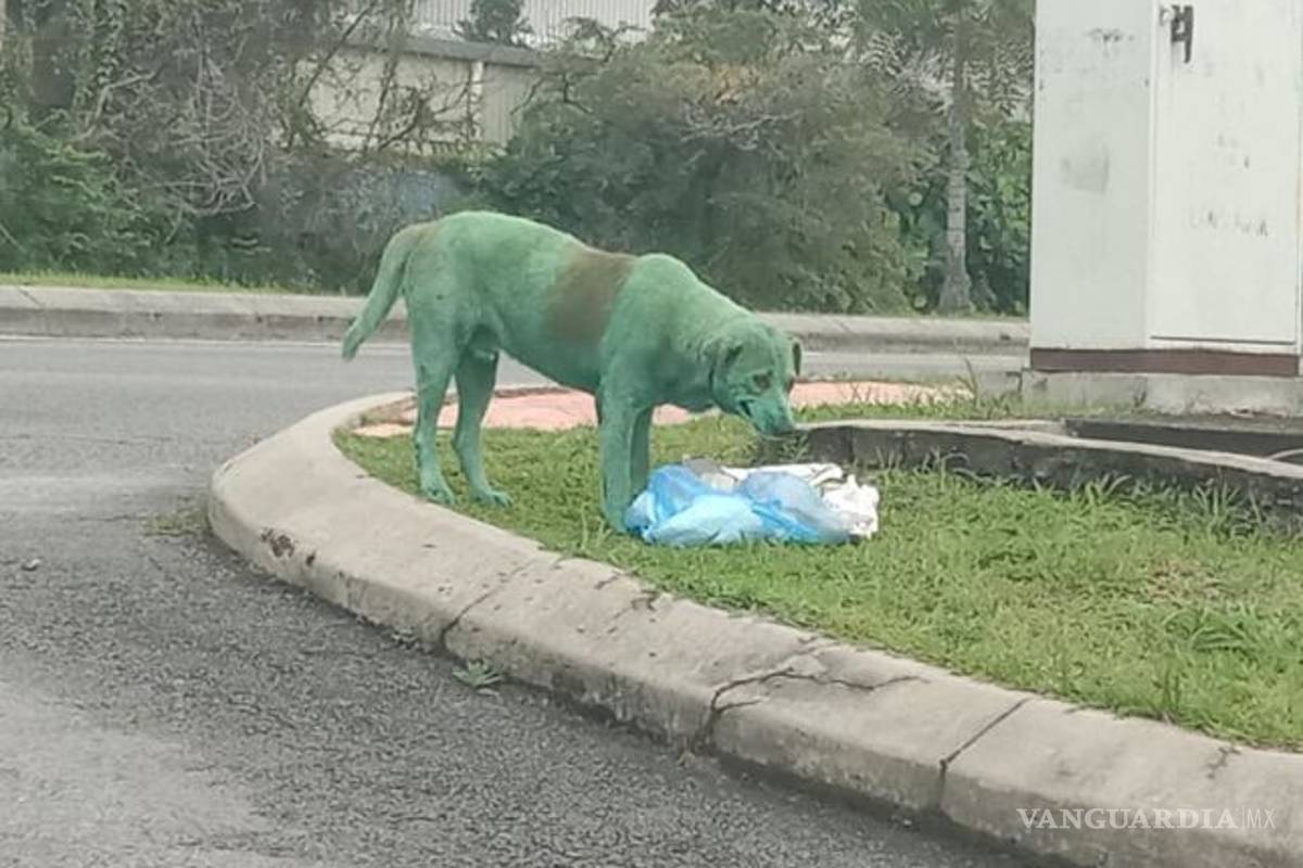 Perro de color verde desata polémica por maltrato animal, ¿tintes hacen daño o no?