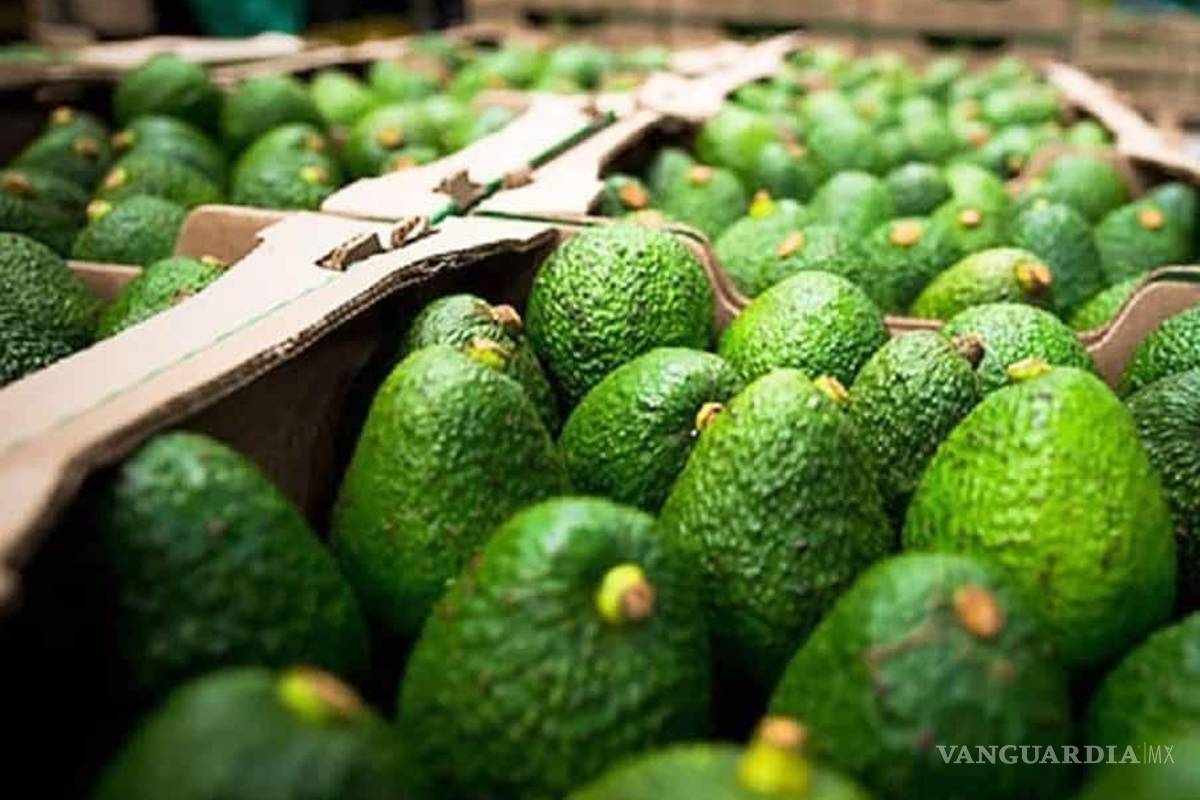 EU suspendió importaciones de aguacate mexicano, por agresiones a inspectores en Michoacán