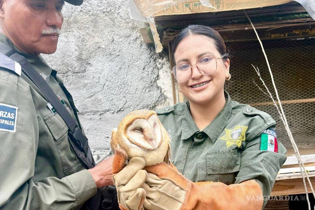 Policía Ambiental de Saltillo rescata casi 400 animales silvestres en 2025